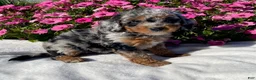 Mini Bernedoodle dogs for sale: Robin - Ad 3