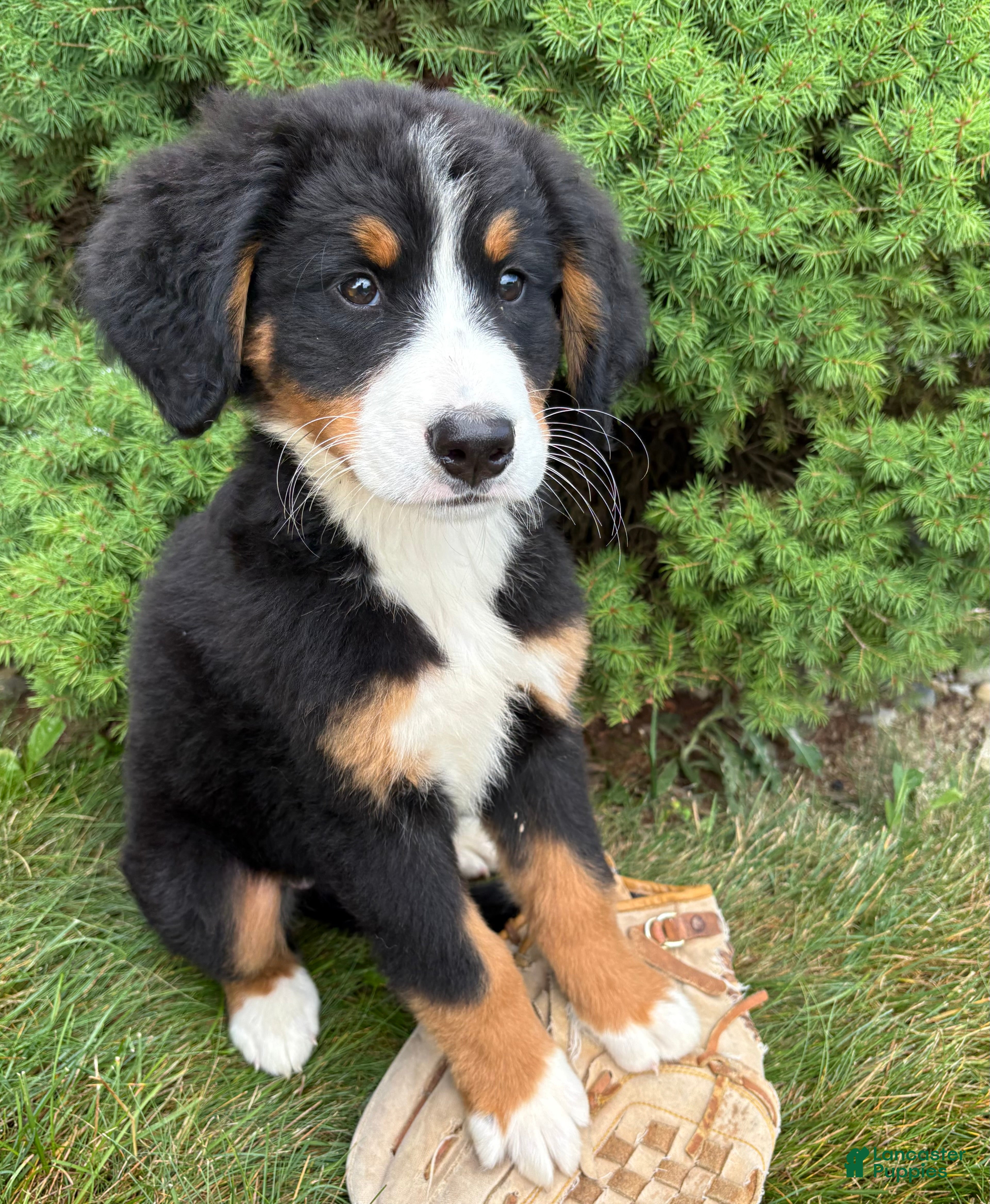 Bernese Mountain Dog dogs Belle - Ad 2