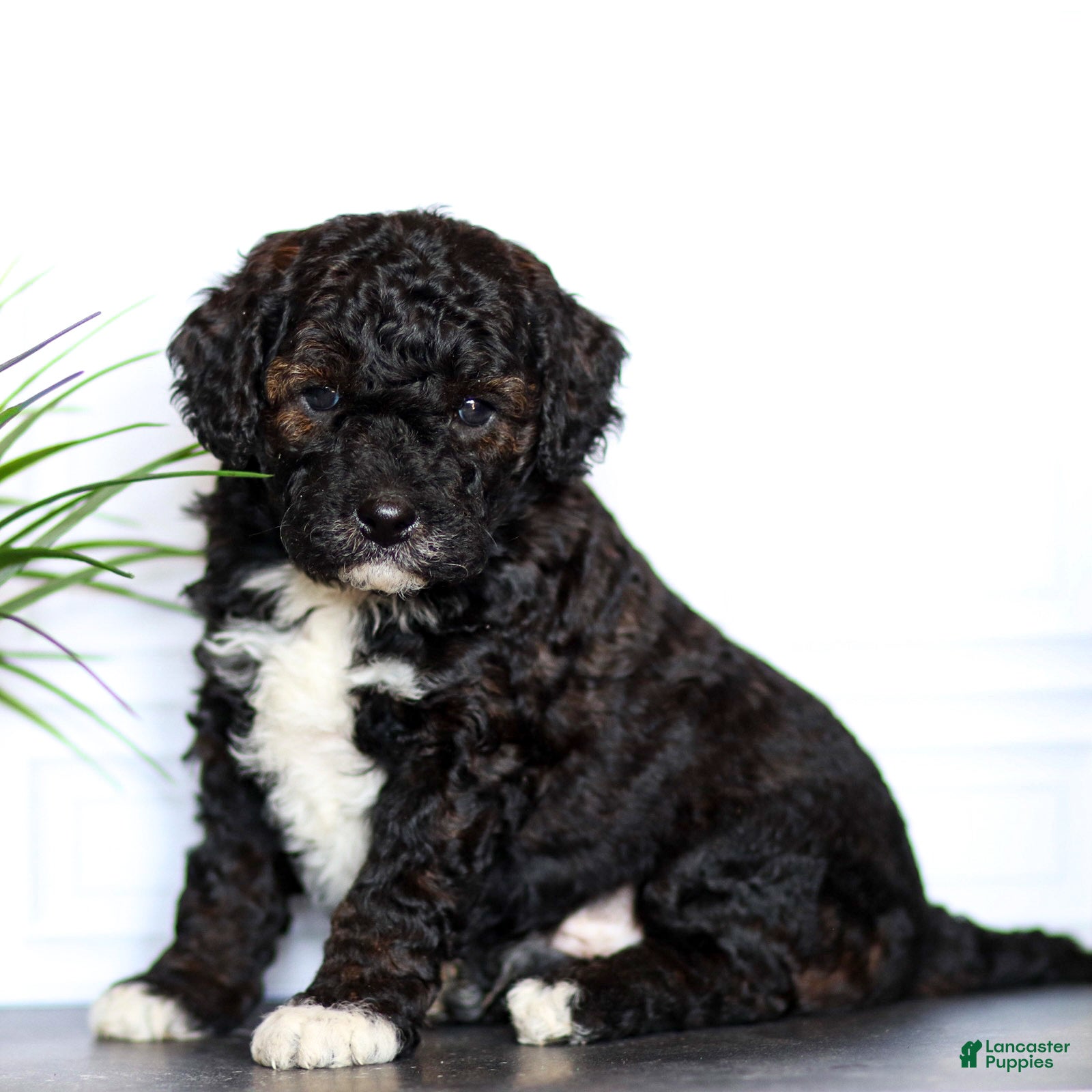 Goldendoodle dogs Lenny - Ad 1