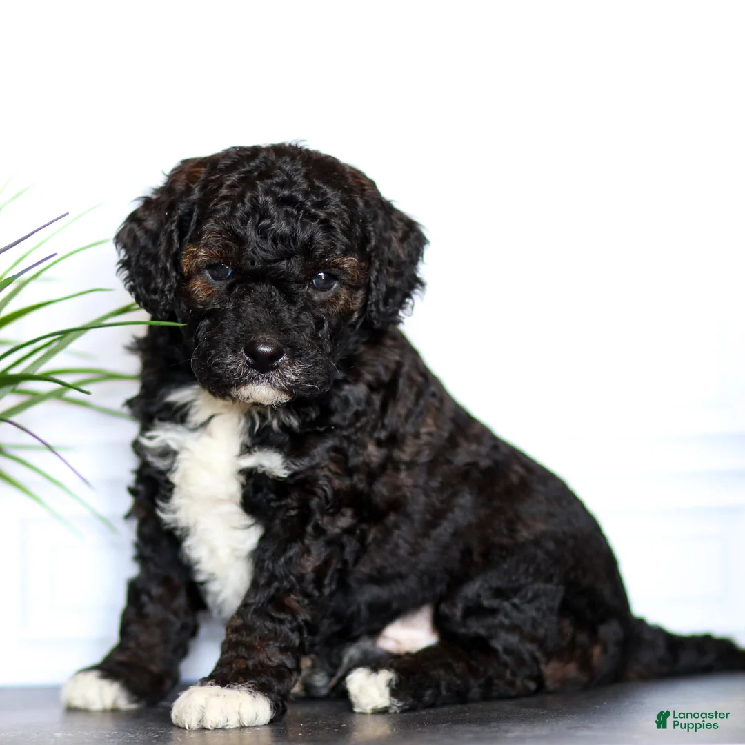 Goldendoodle dogs for sale: Lenny - Ad 1