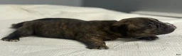 American Bully dogs for sale: American Bully 1 - Ad 3