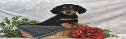 Dachshund dogs for sale: Carson - Ad 3