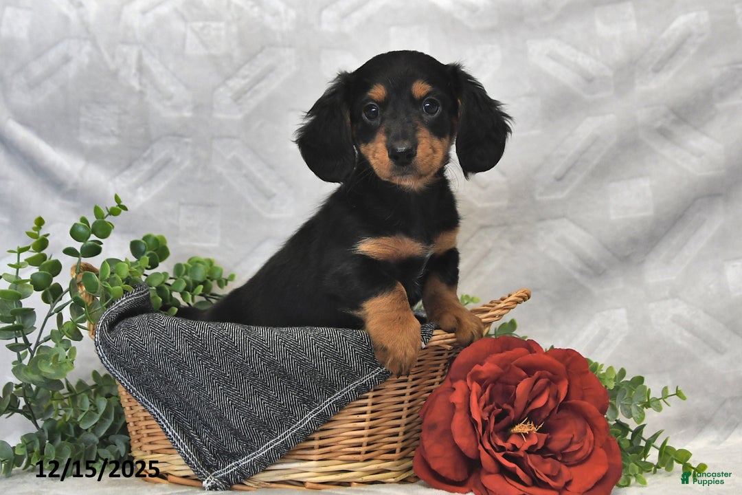 Dachshund dogs for sale: Carson - Ad 3
