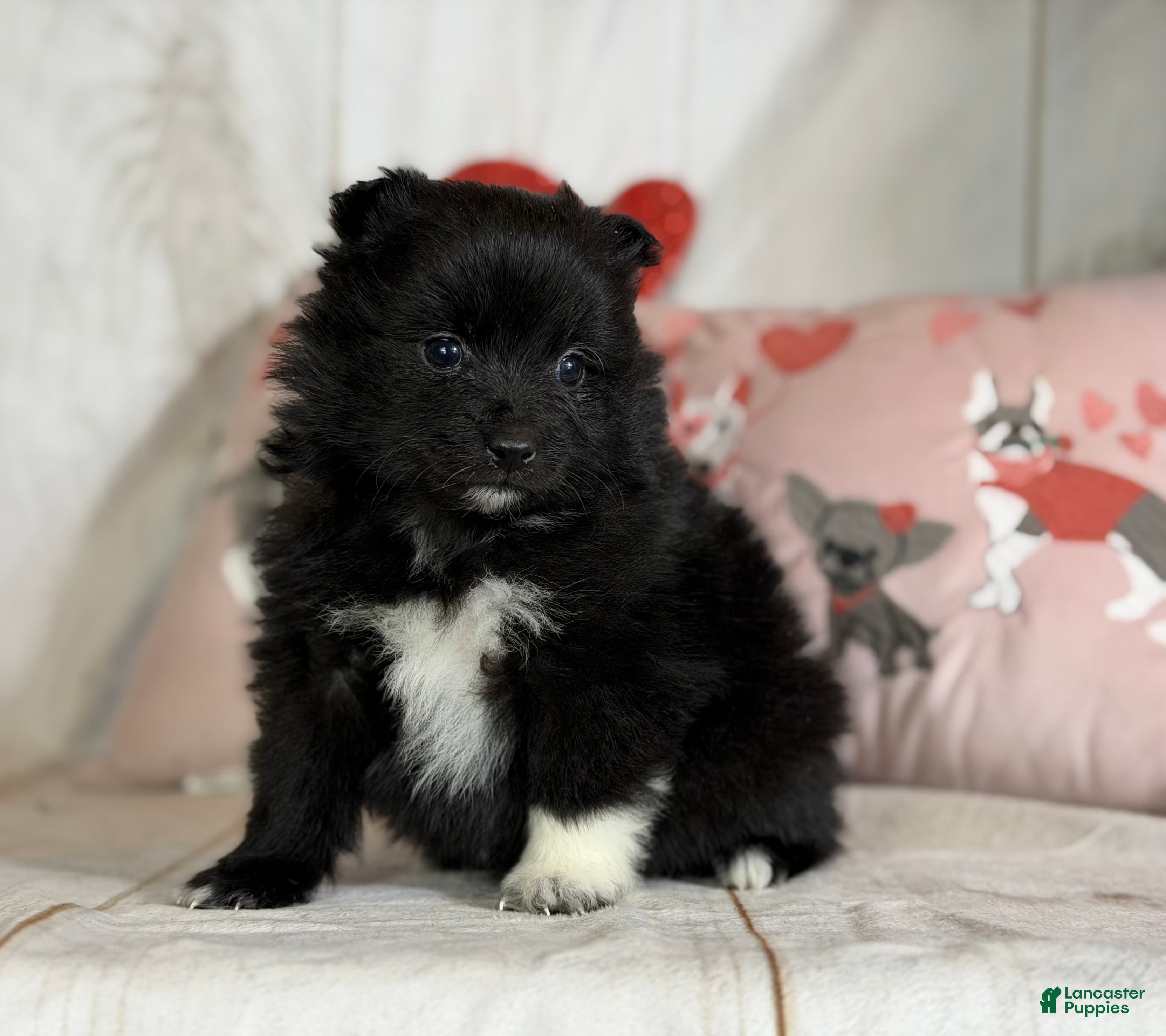 Pomeranian dogs Bella - Ad 15