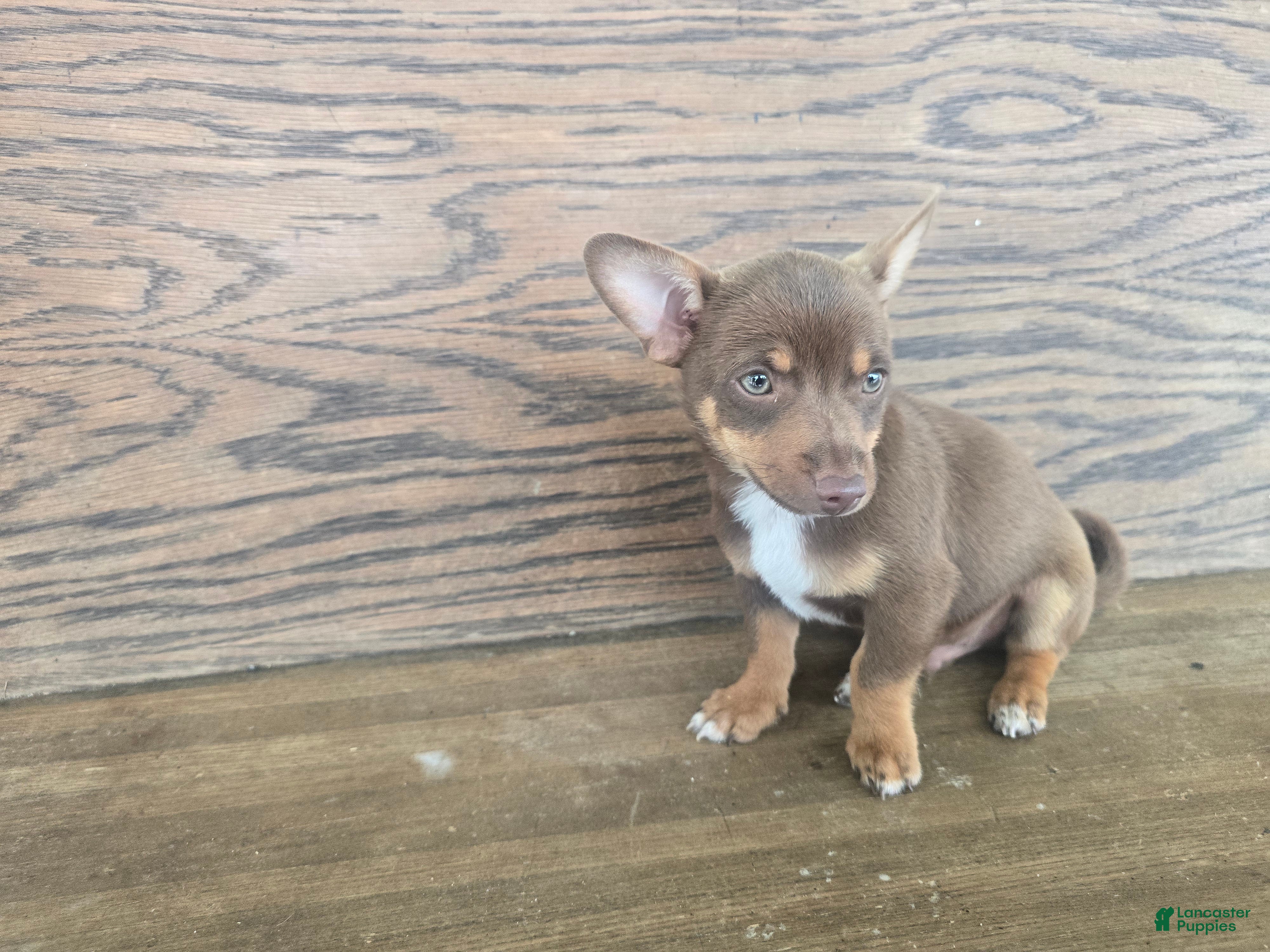 Chihuahua dogs Tyler - Ad 1
