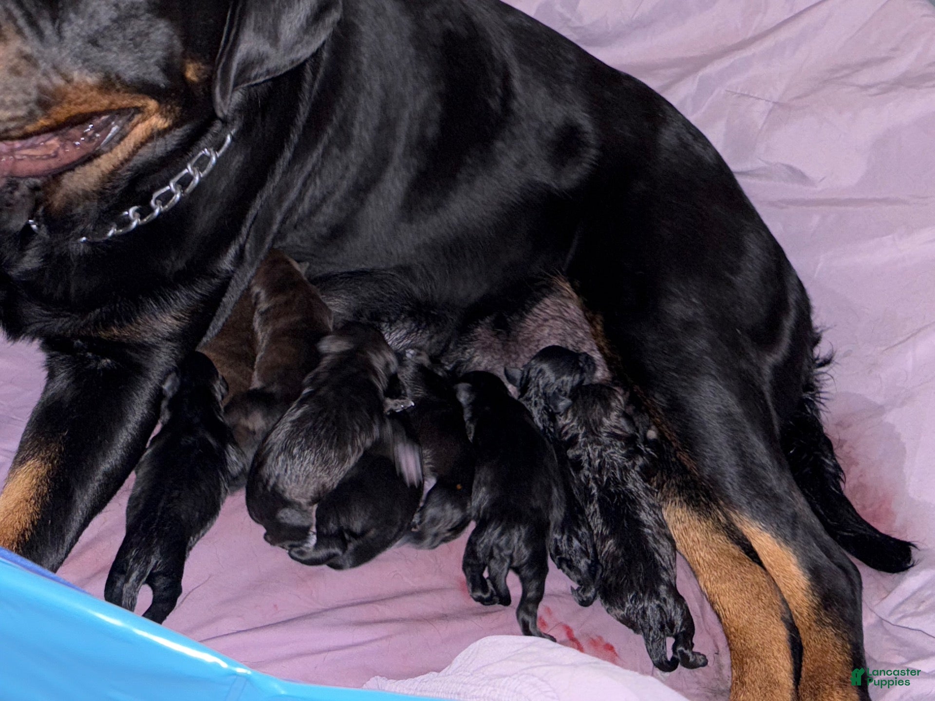 Mixed Breed dogs for sale: Mixed Breed 1 - Ad 22
