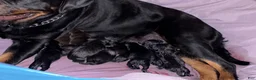 Mixed Breed dogs for sale: Mixed Breed 1 - Ad 1