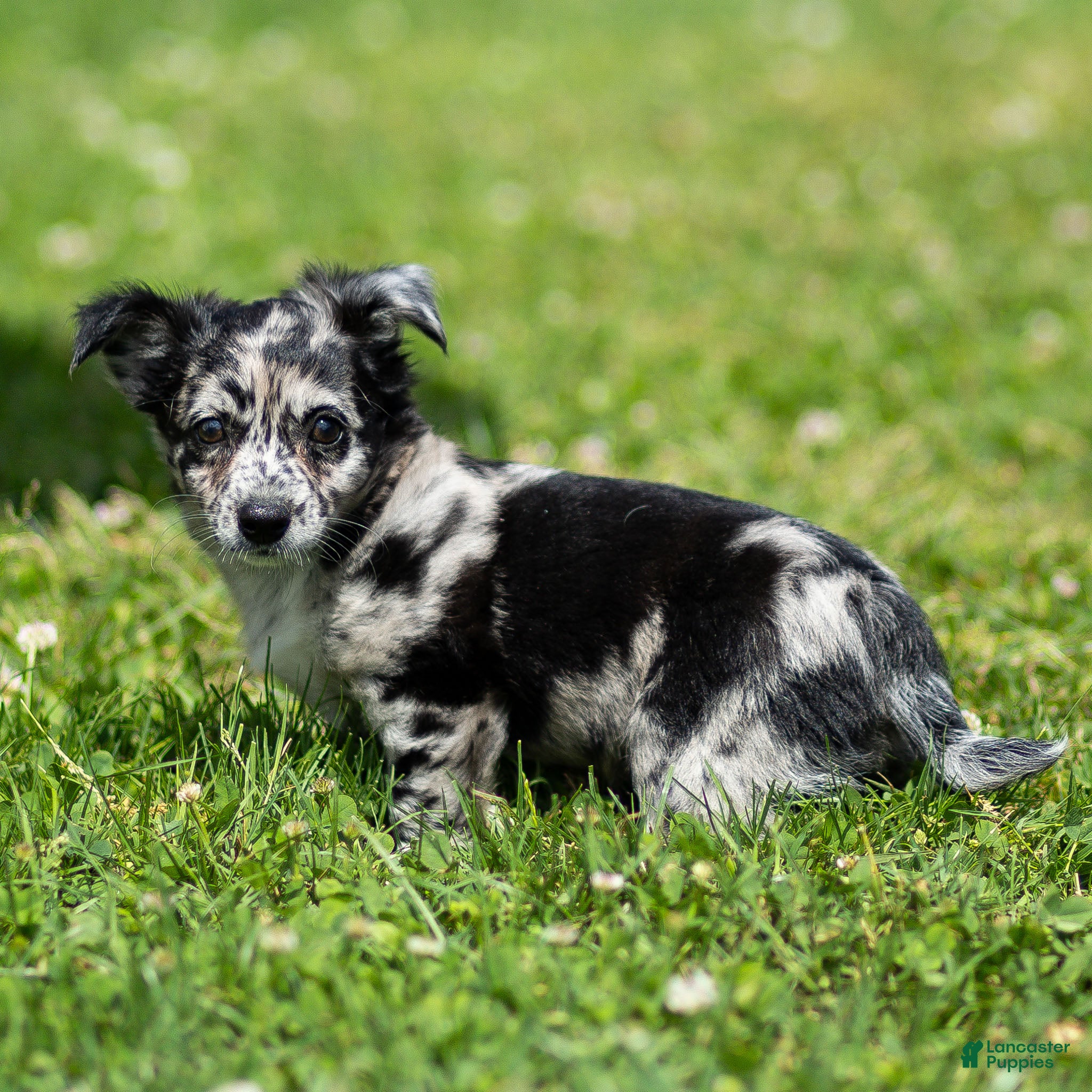 Chihuahua dogs Ryder Chihuahua Puppy  - Ad 1