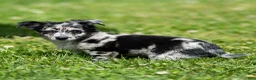Chihuahua dogs for sale: Ryder Chihuahua Puppy  - Ad 7