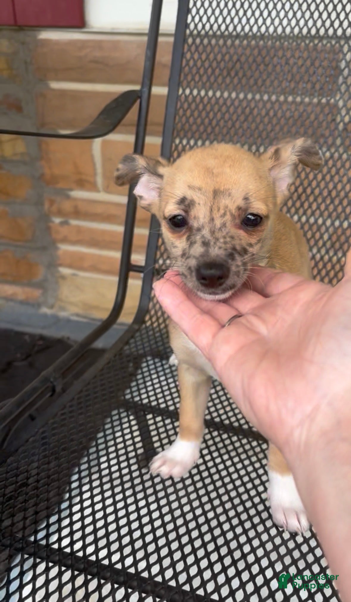 Chiweenie dogs Mai Tai  - Ad 1
