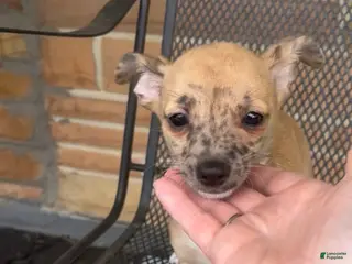 Chiweenie dogs for sale: Mai Tai - Ad 3