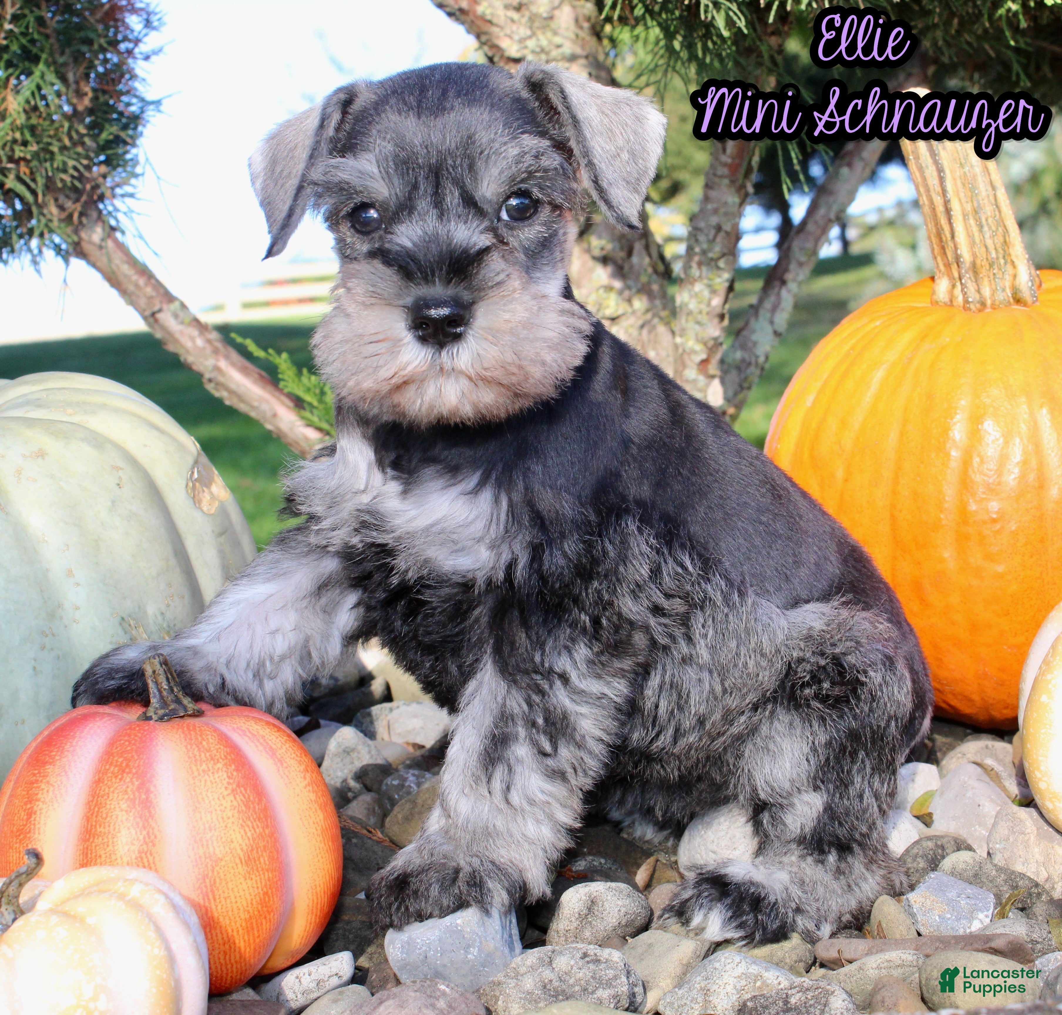 Miniature Schnauzer dogs Ellie Female AKC Mini Schnauzer - Ad 33