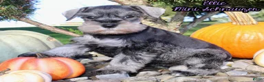 Ellie Female AKC Mini Schnauzer