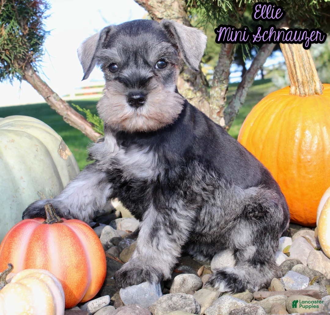 Miniature Schnauzer dogs for sale: Ellie Female AKC Mini Schnauzer - Ad 1