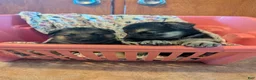 German Shepherd dogs for sale: German Shepherd 2 - Ad 1