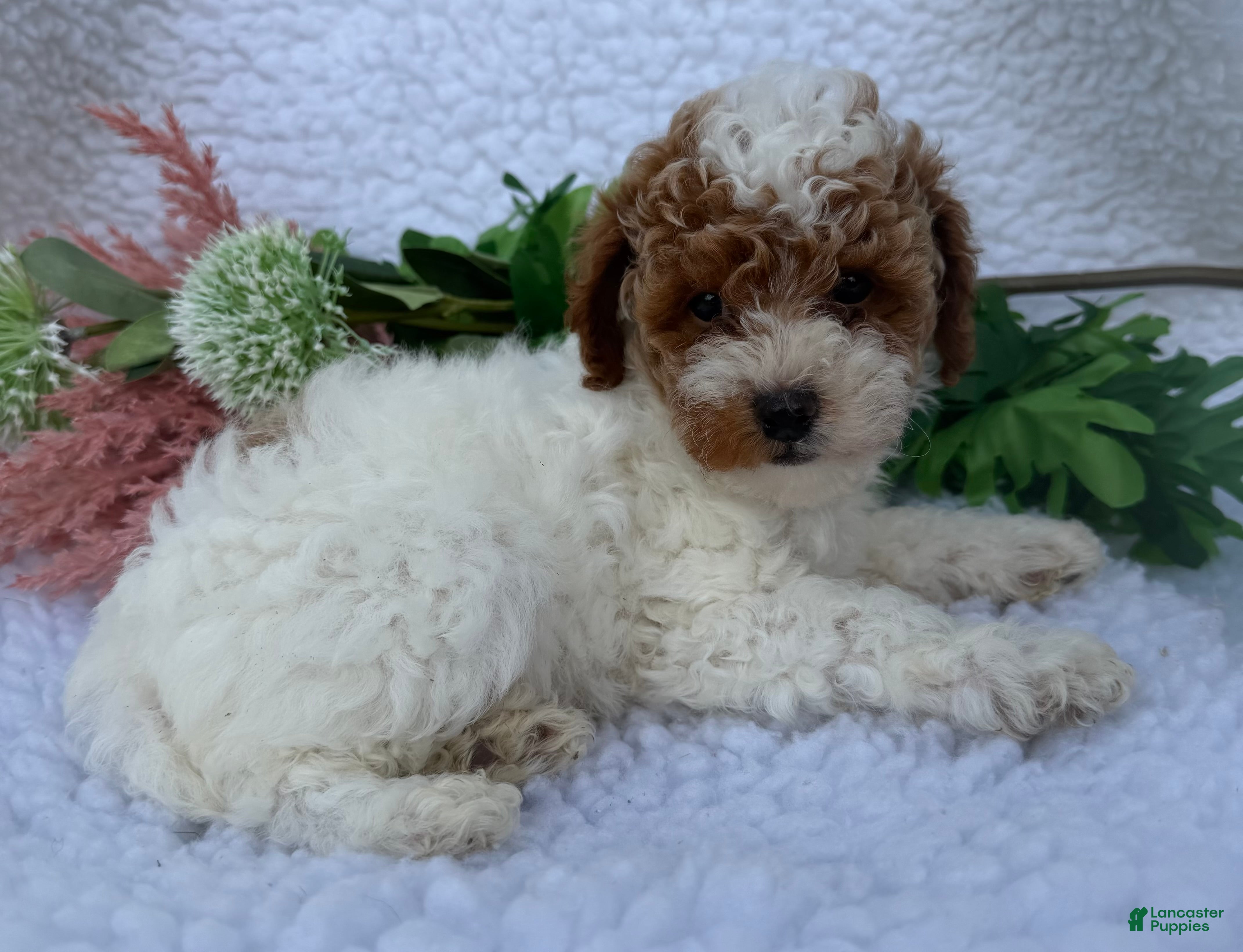 Toy Poodle dogs Rusty - Ad 1