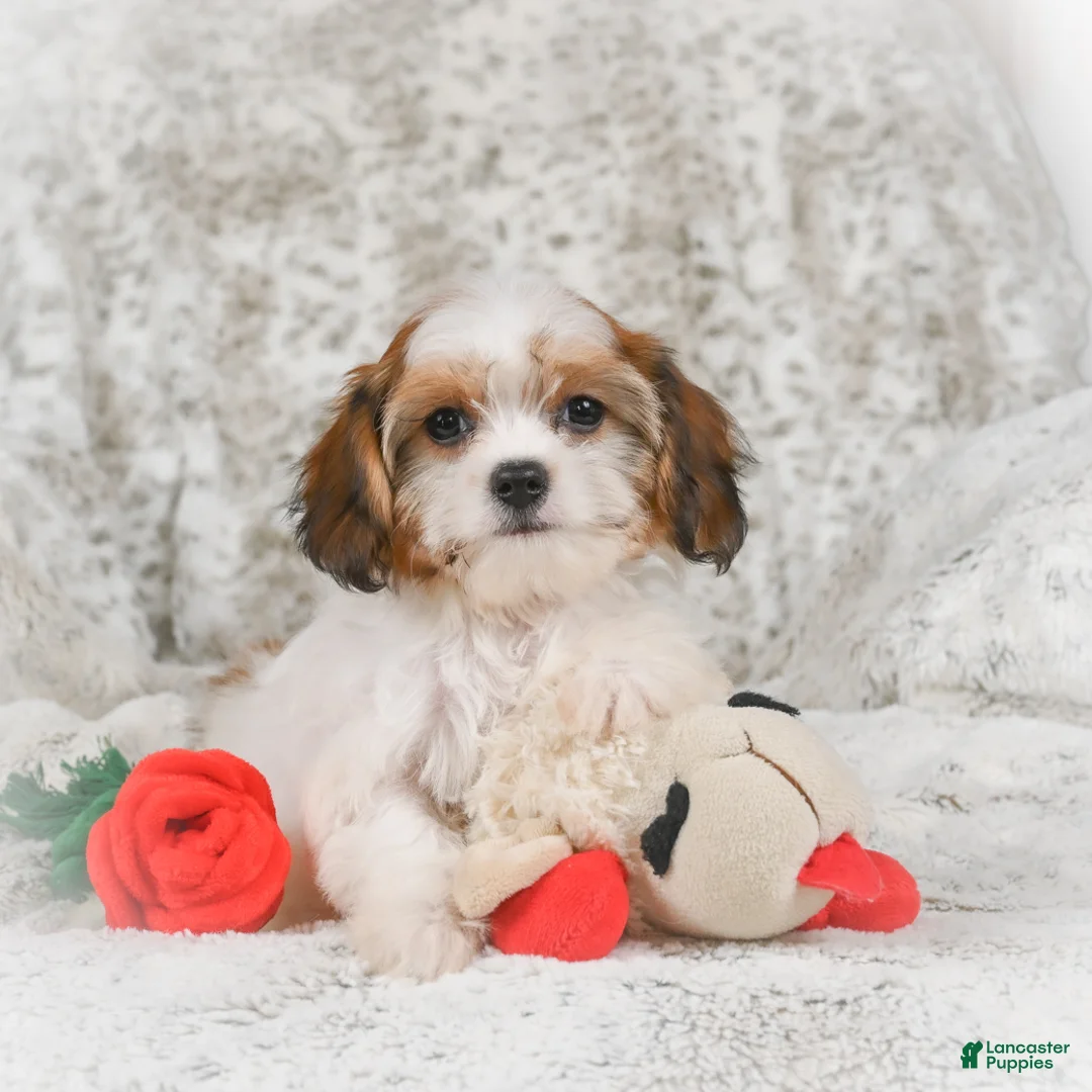 Havanese dogs for sale: Heidi - Ad 9