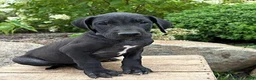 Great Dane dogs for sale: Eloise - Ad 3