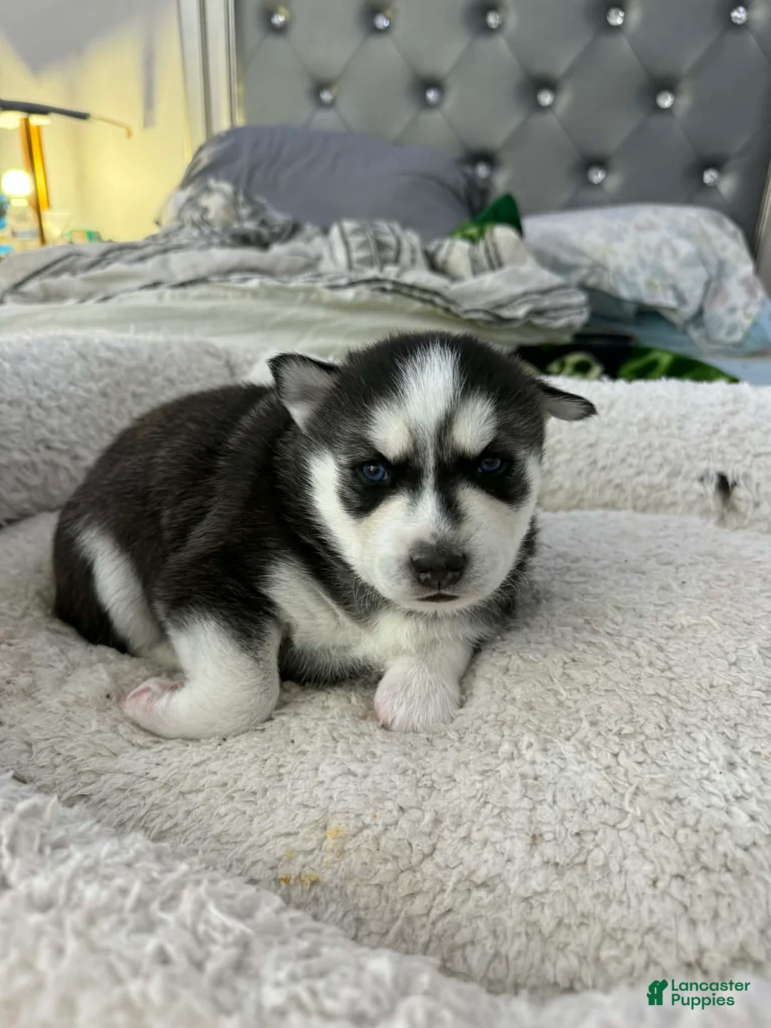Siberian Husky dogs for sale: Blaze - Ad 1