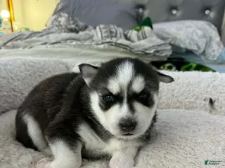 Siberian Husky dogs Blaze - Ad 8