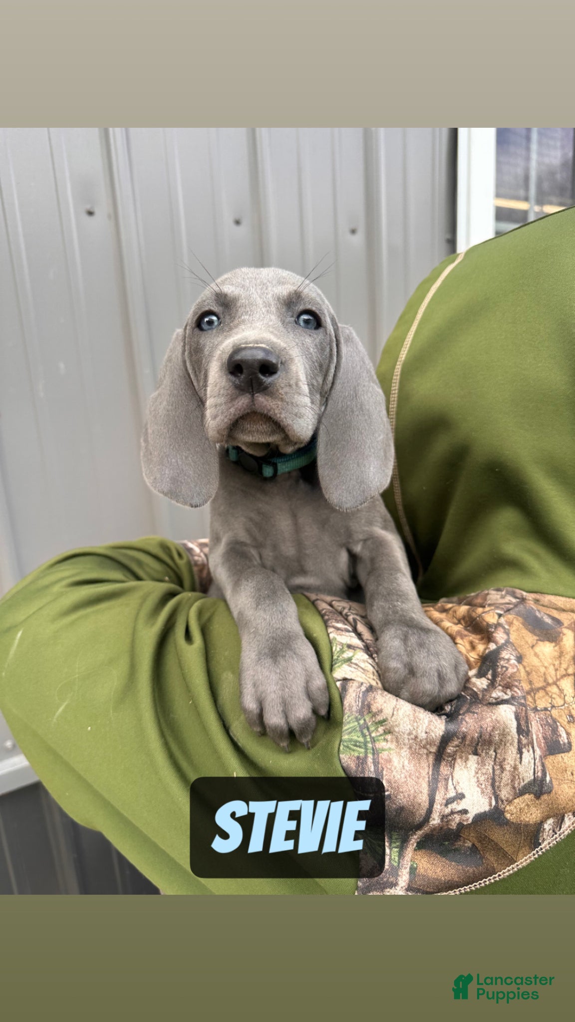Weimaraner dogs Stevie - Ad 1