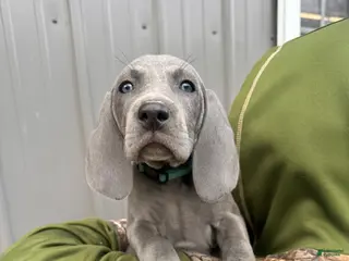 Weimaraner dogs for sale: Stevie - Ad 4