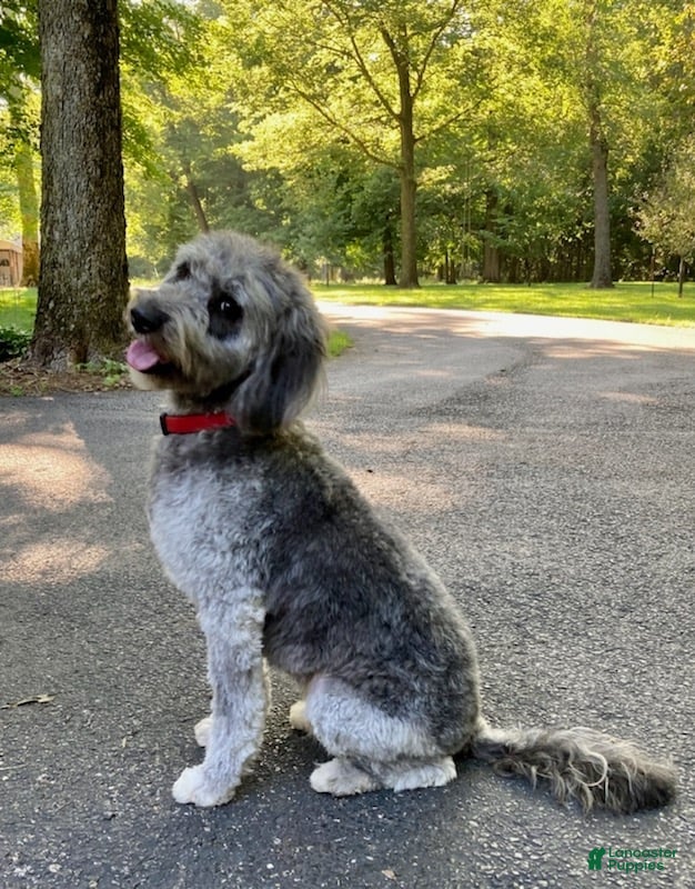 Mini Aussiedoodle dogs Mini Aussiedoodle "Douglas" - Ad 2