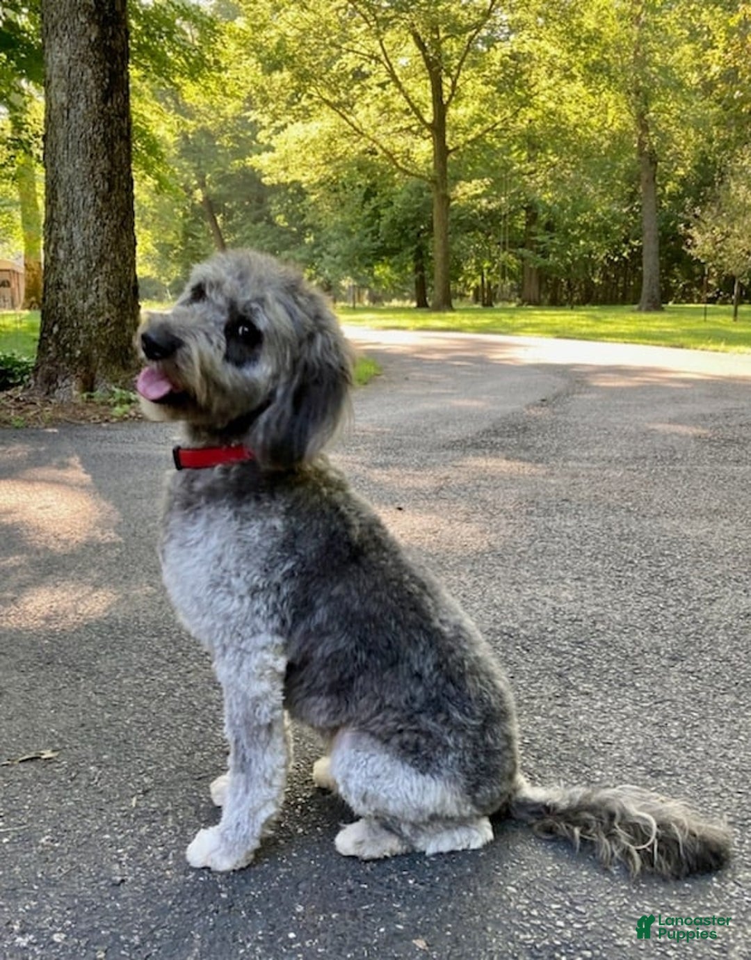 Mini Aussiedoodle dogs for sale: Mini Aussiedoodle Puppy 2 - Ad 2