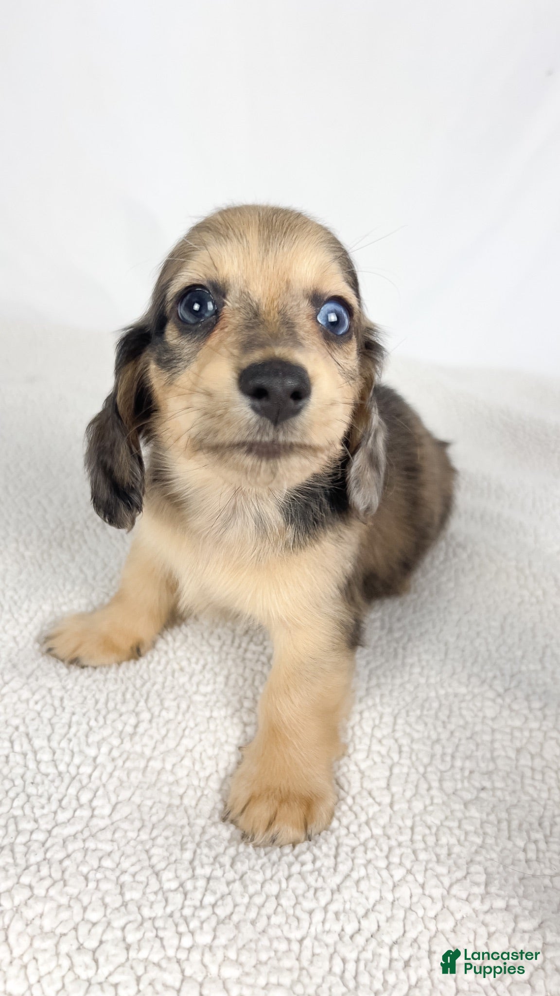 Miniature Dachshund dogs Chicken bake - Ad 12