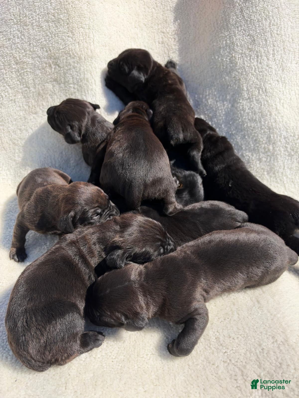 Cane Corso dogs Cane Corso 3 - Ad 1