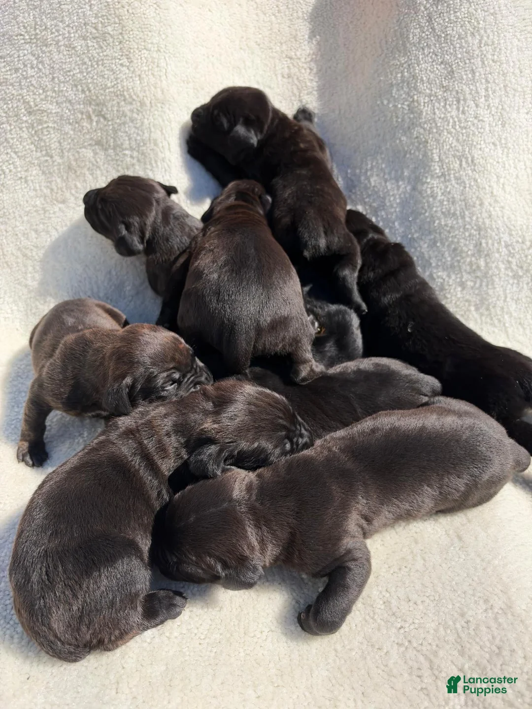 Cane Corso dogs for sale: Cane Corso 3 - Ad 1