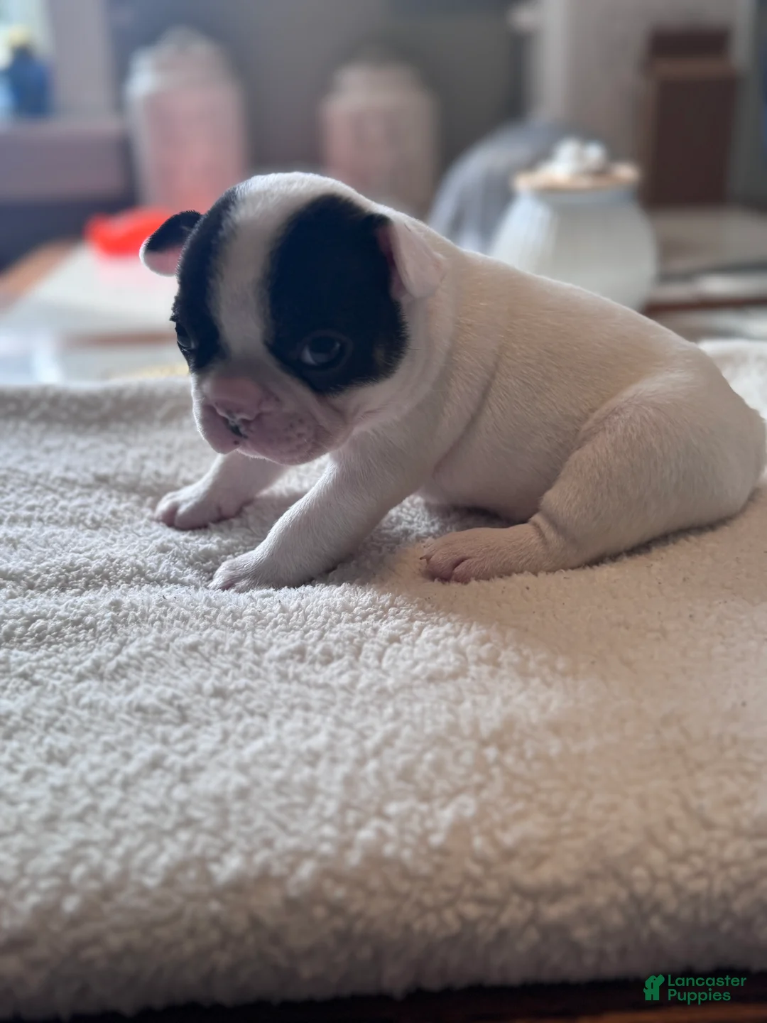 French Bulldog dogs for sale: French Bulldog Puppy 1 - Ad 2