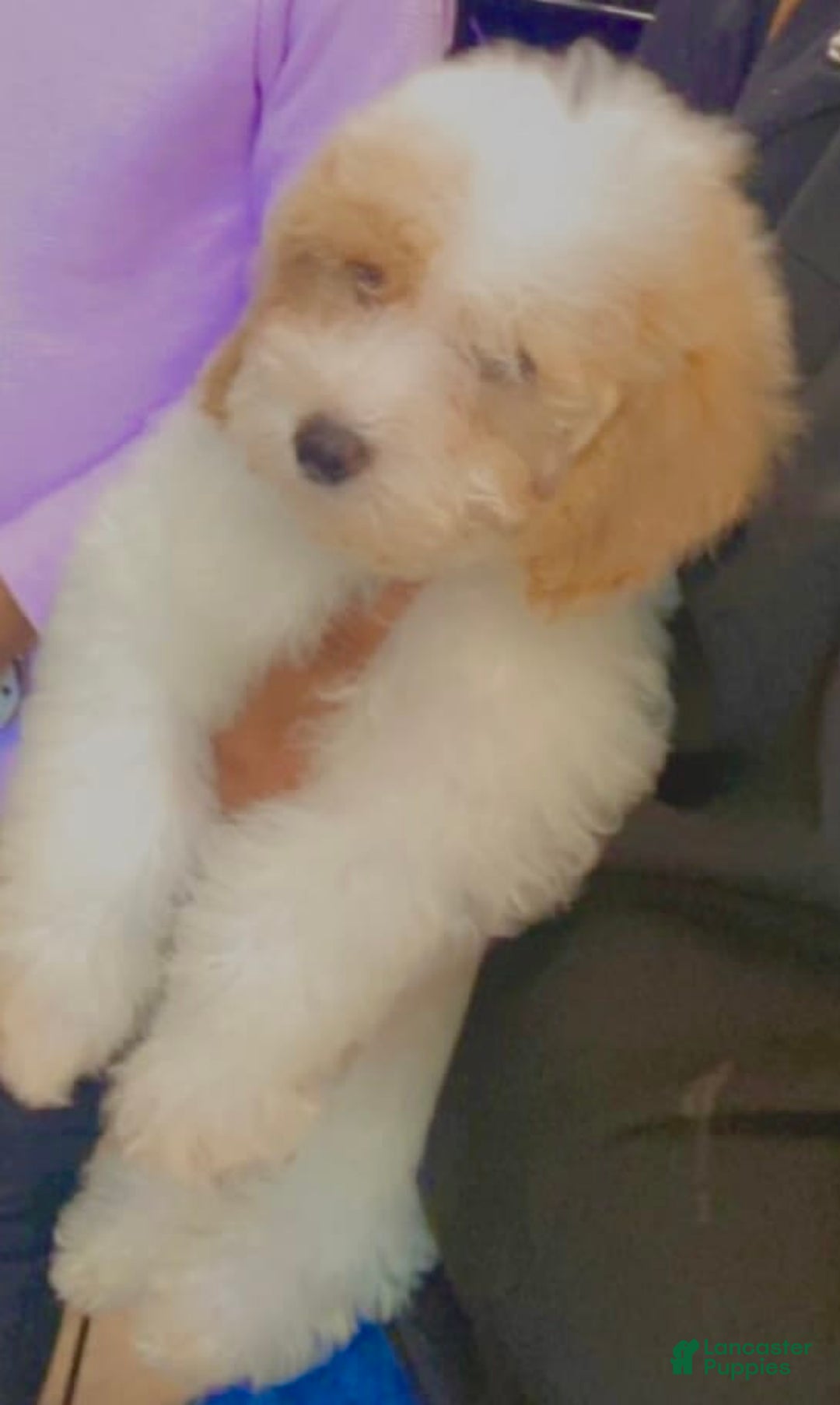 Gallery Image {{count}}