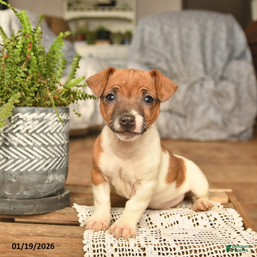 Jack Russell Terrier dogs Ava  - Ad 12