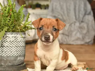 Jack Russell Terrier dogs Ava - Ad 23