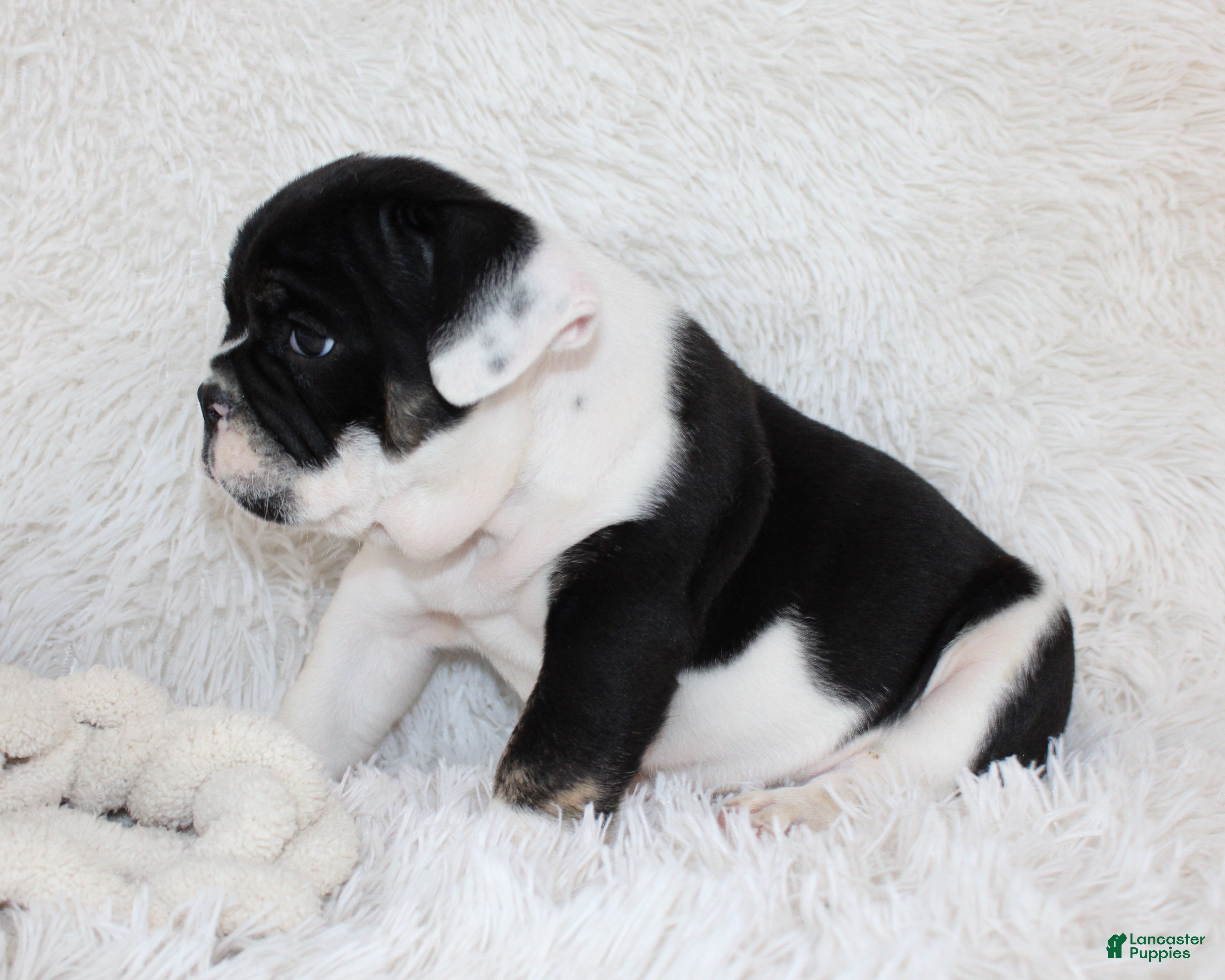 English Bulldog dogs Mario - Ad 2