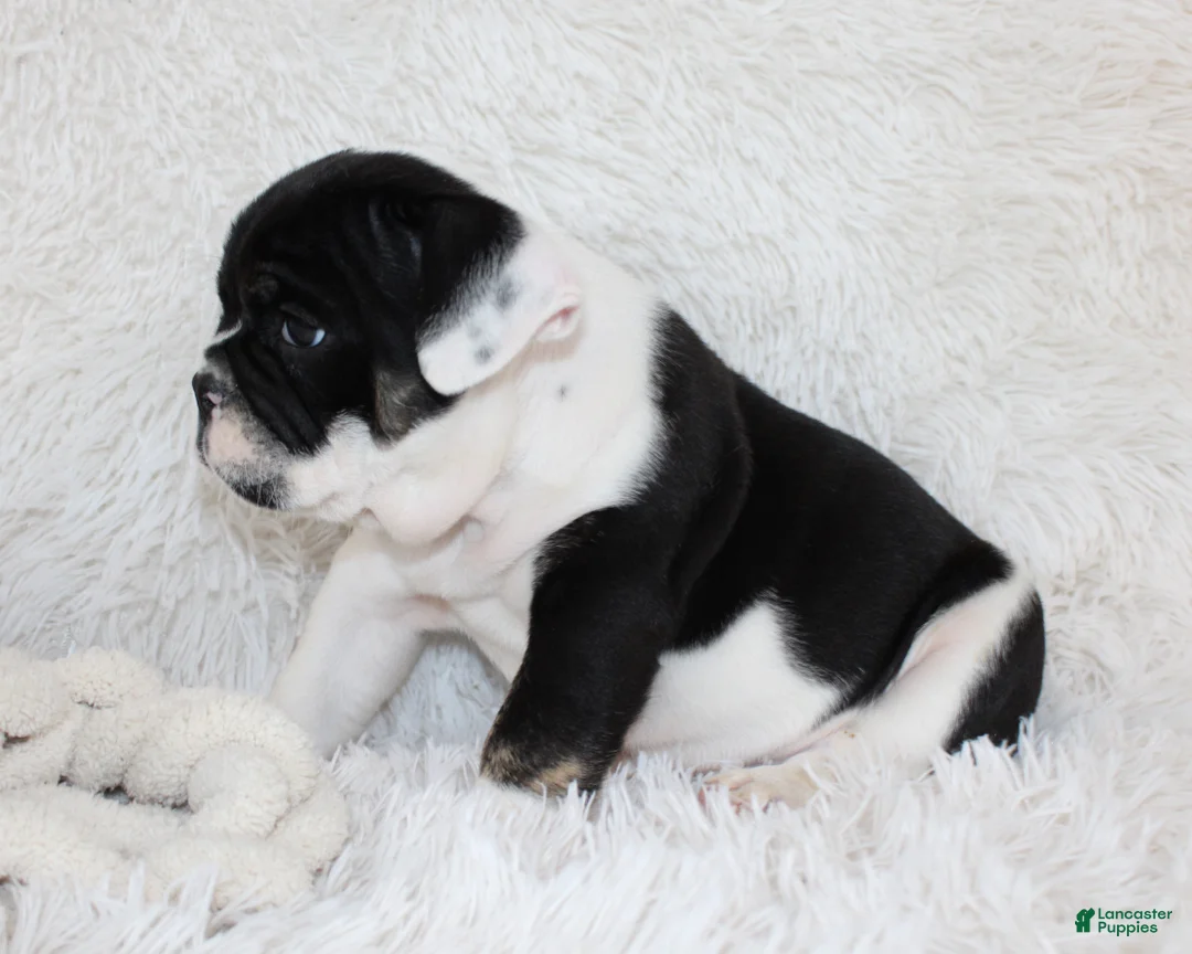 English Bulldog dogs for sale: Mario - Ad 2