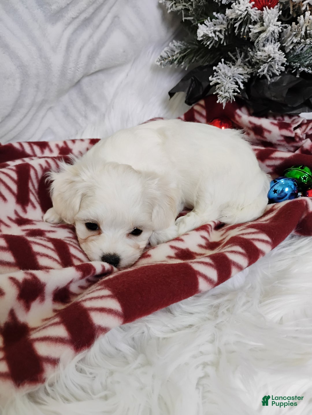 Mixed Breed dogs for sale: Scamp - Ad 2