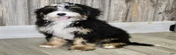 Mini Bernedoodle dogs for sale: Sara - Ad 4