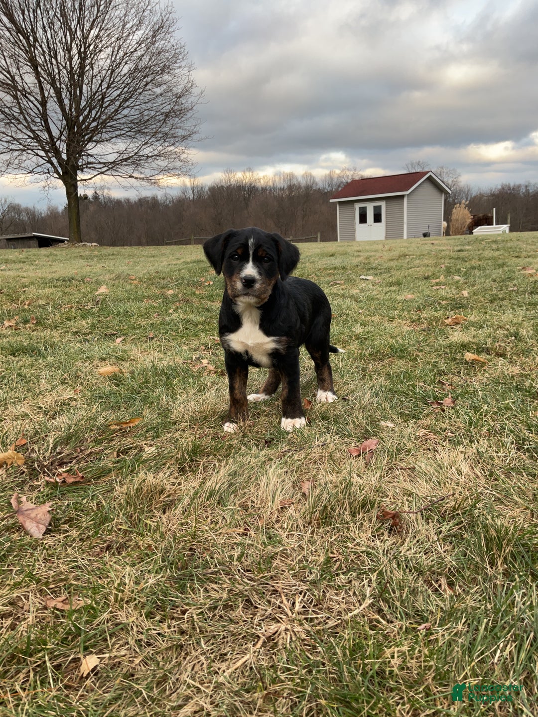 Mixed Breed dogs for sale: Kia - Ad 2