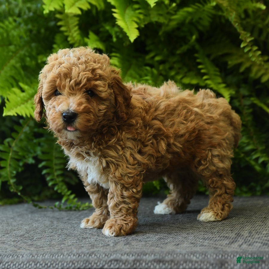 Miniature Poodle dogs Biscuit - Ad 2