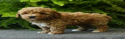 Miniature Poodle dogs for sale: Biscuit - Ad 2