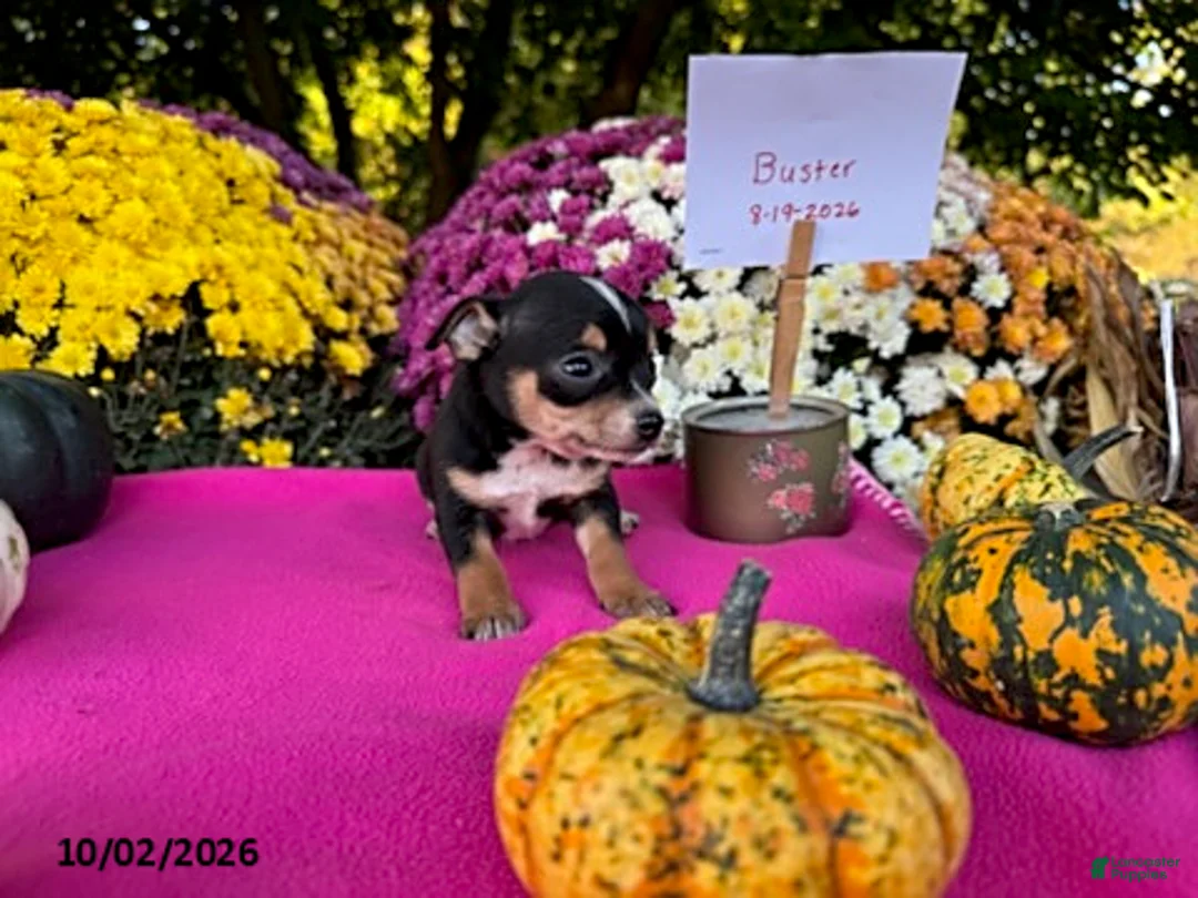 Chihuahua dogs for sale: Buster - Ad 5