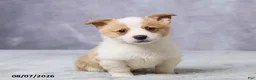 Welsh Corgi Pembroke dogs for sale: Andy - Ad 3