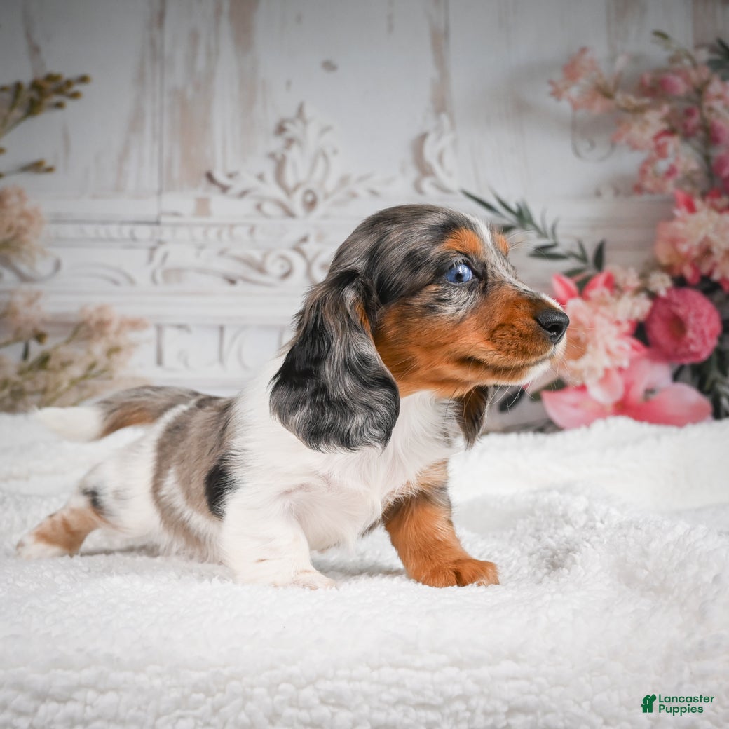 Miniature Dachshund dogs for sale: AKC-Betsy - Ad 5