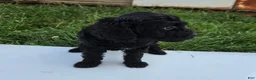 Cavapoo dogs for sale: Winnie - Ad 4