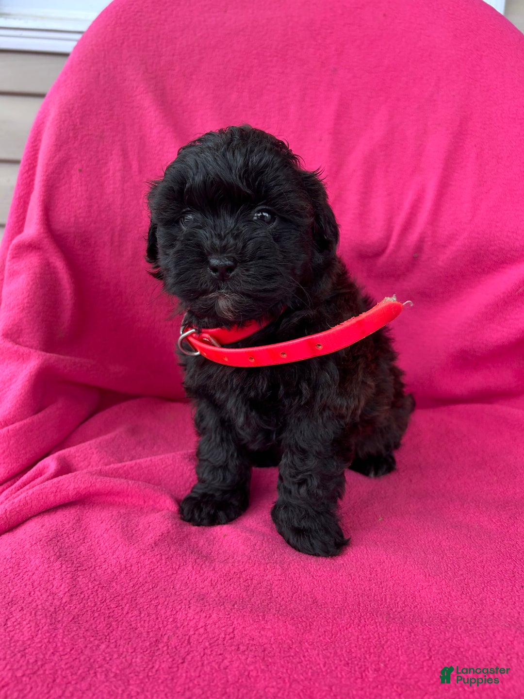 Shihpoo dogs for sale: PRECIOUS - Ad 3