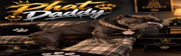 American Bully dogs for stud: Fat daddy’s first litter  - Ad 1