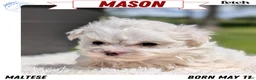 Maltese dogs for sale: Mason - Ad 1