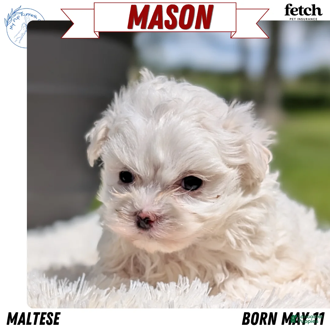 Maltese dogs for sale: Mason - Ad 1